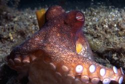 Close-up of a friendly octopus taken at Phil Foster Park ... by Robyn Churchill 